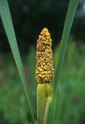 Cattail Pollen - <i>Typha latifolia</i>