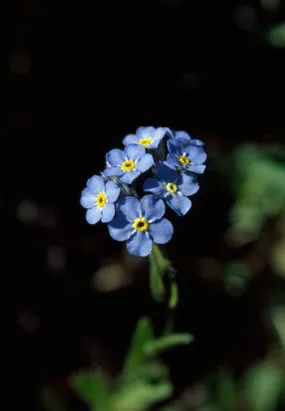 Forget-Me-Not - <i>Myosotis alpestris</i>