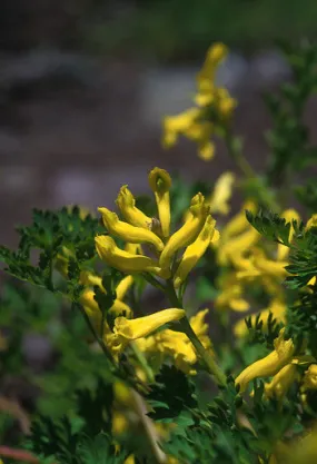 Golden Corydalis - <i>Corydalis aurea</i>