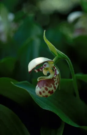 Lady's Slipper - <i>Cypripedium guttatum</i>