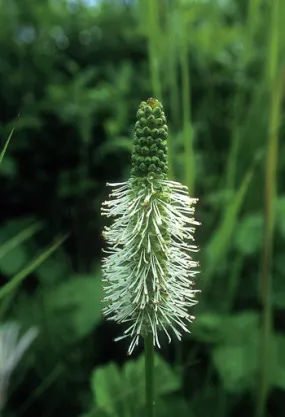 Sitka Burnet - <i>Sanguisorba stipulata</i>