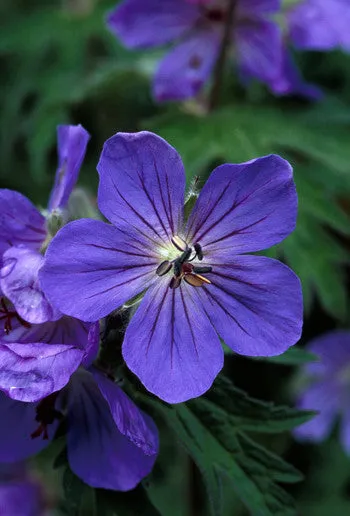 Sticky Geranium - <i>Geranium erianthum</i>